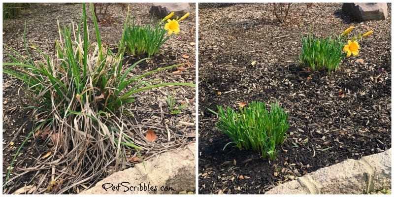 how to prune stella d'oro daylilies before and after