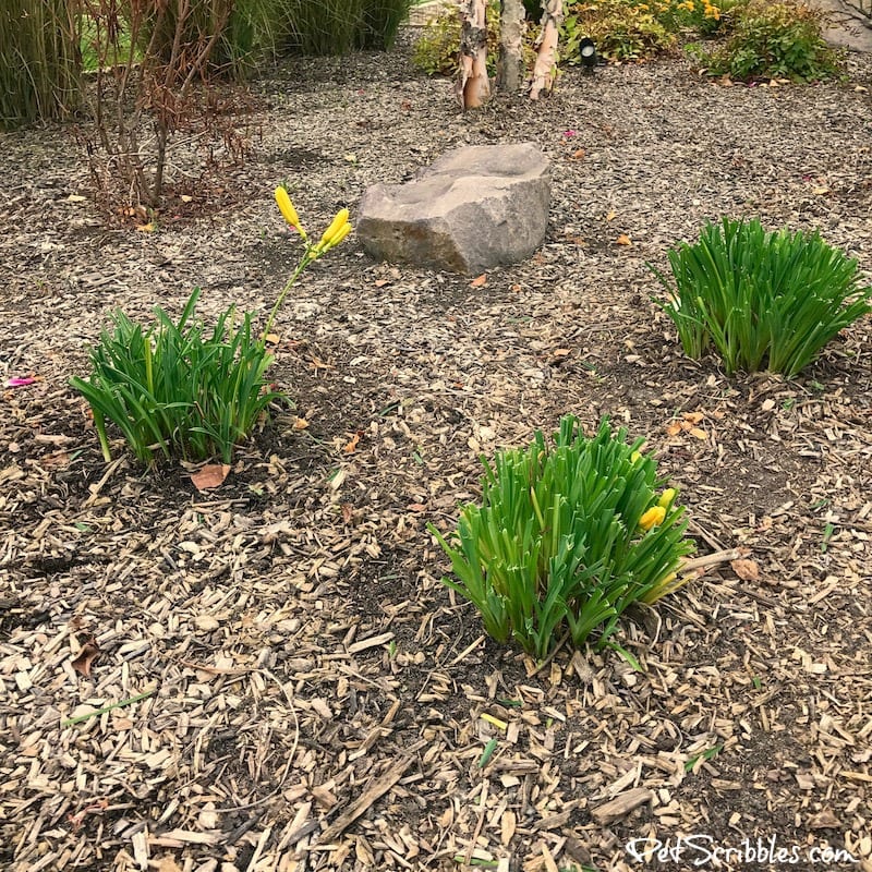 剪定したばかりのステラ・ドーロ・デイーリリー'Oro Daylilies