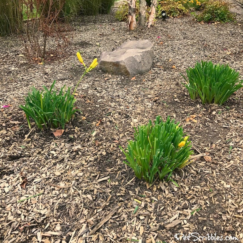 freshly pruned Stella D'Oro Daylilies