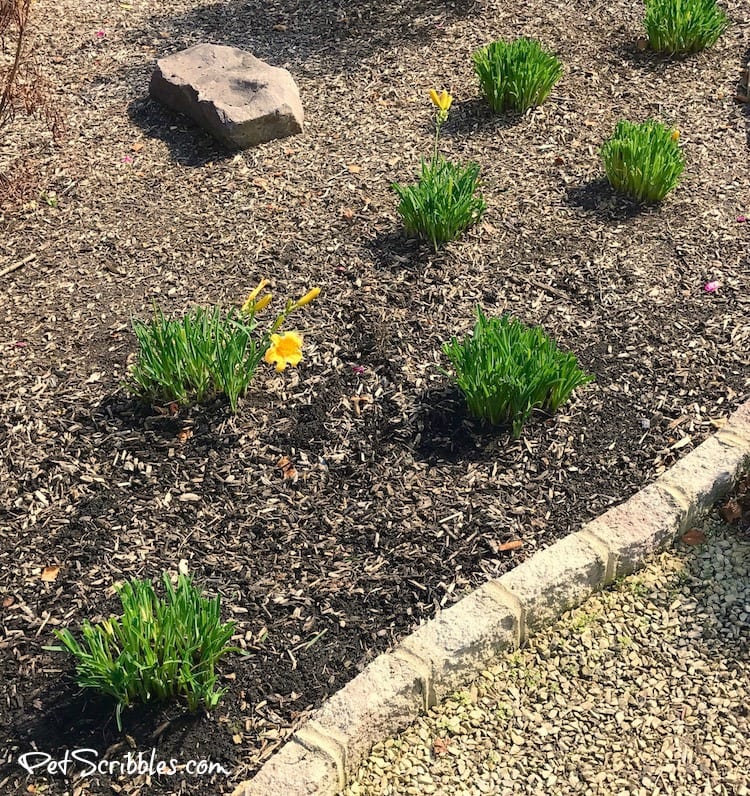 pruning Stella D'Oro Daylilies