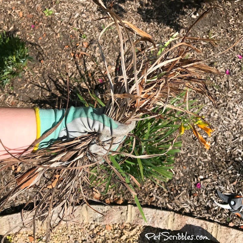 removing dead leaves from daylilies