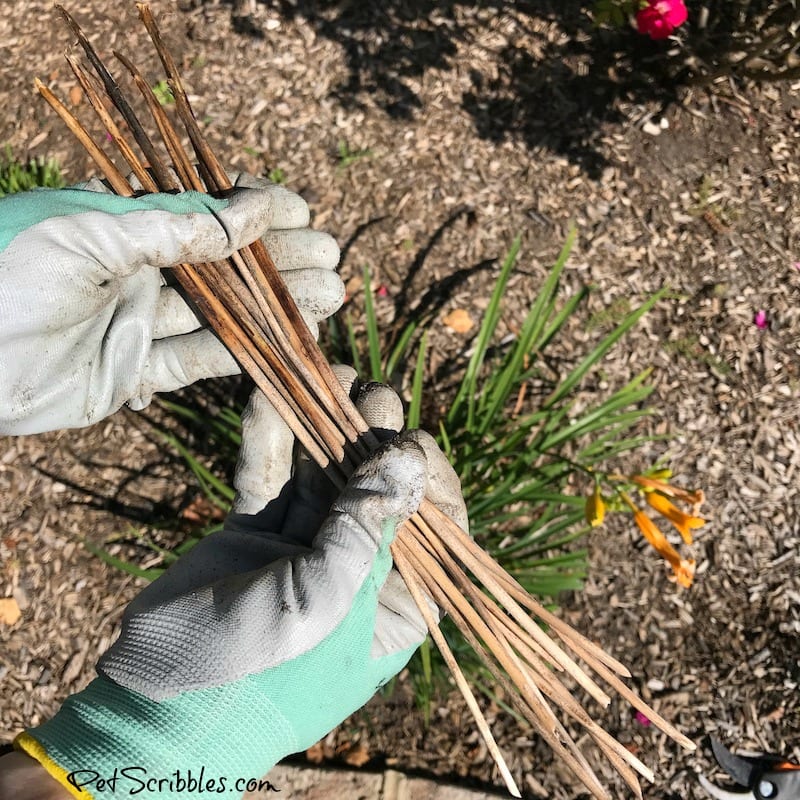 removing dead stems from daylilies