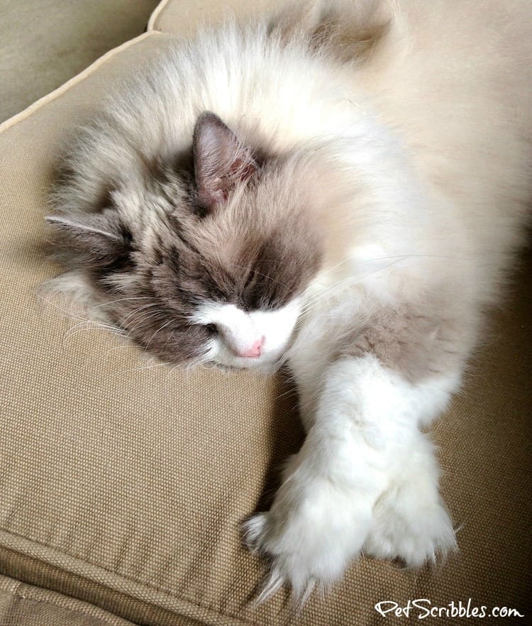 Lulu the Ragdoll cat