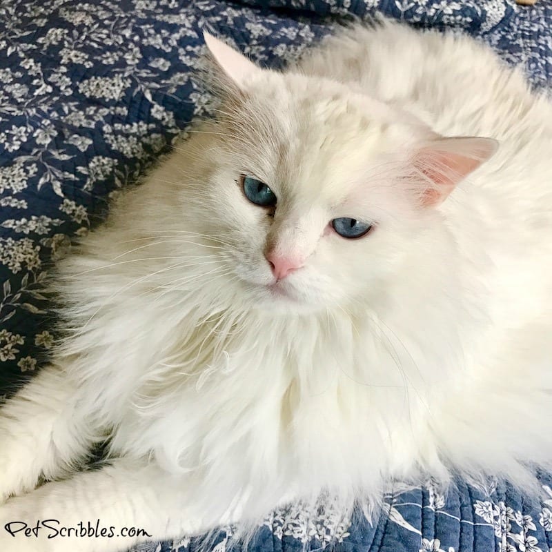 Otto the ragdoll cat