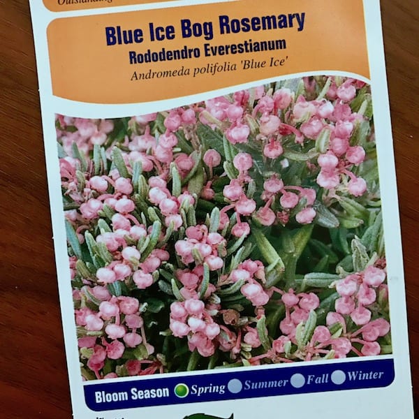 Blue Ice Bog Rosemary plant tag