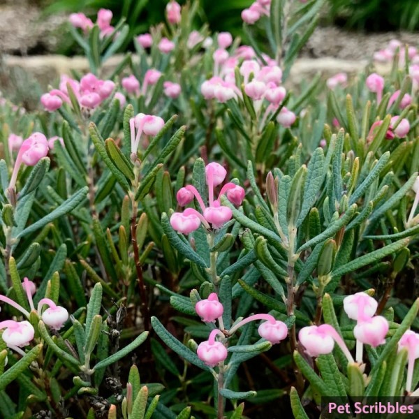 Bog Rosemary Facts You Need to Know (Andromeda Polifolia) Pet Scribbles