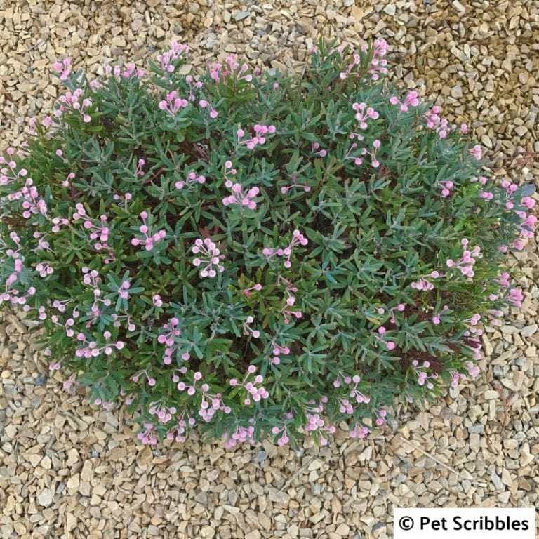 Bog Rosemary Facts You Need to Know (Andromeda Polifolia) Garden