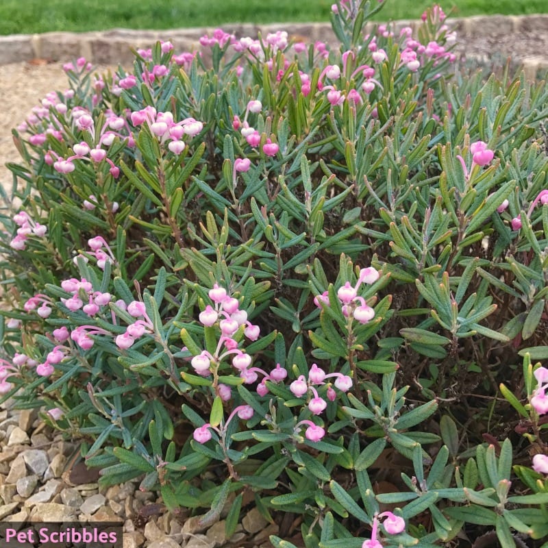 Bog Rosemary (Andromeda Polifolia) in Spring