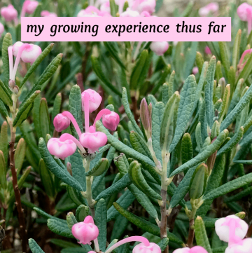 Bog Rosemary Facts You Need to Know (Andromeda Polifolia)
