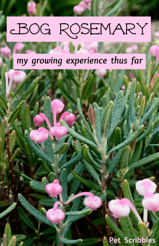 Bog Rosemary Facts You Need to Know (Andromeda Polifolia)