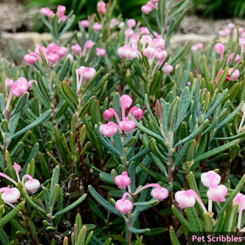 Bog Rosemary Facts You Need to Know (Andromeda Polifolia)