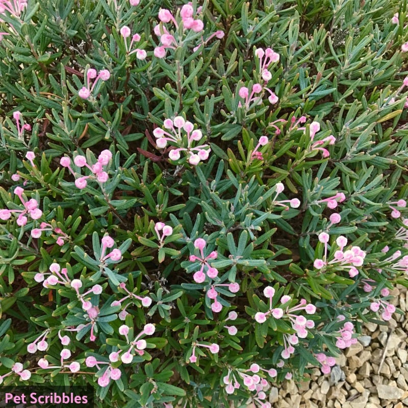 Bog Rosemary Facts You Need to Know (Andromeda Polifolia)