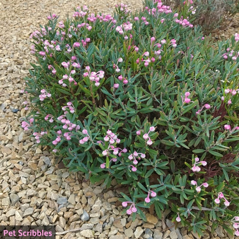 Bog Rosemary Facts You Need to Know (Andromeda Polifolia)