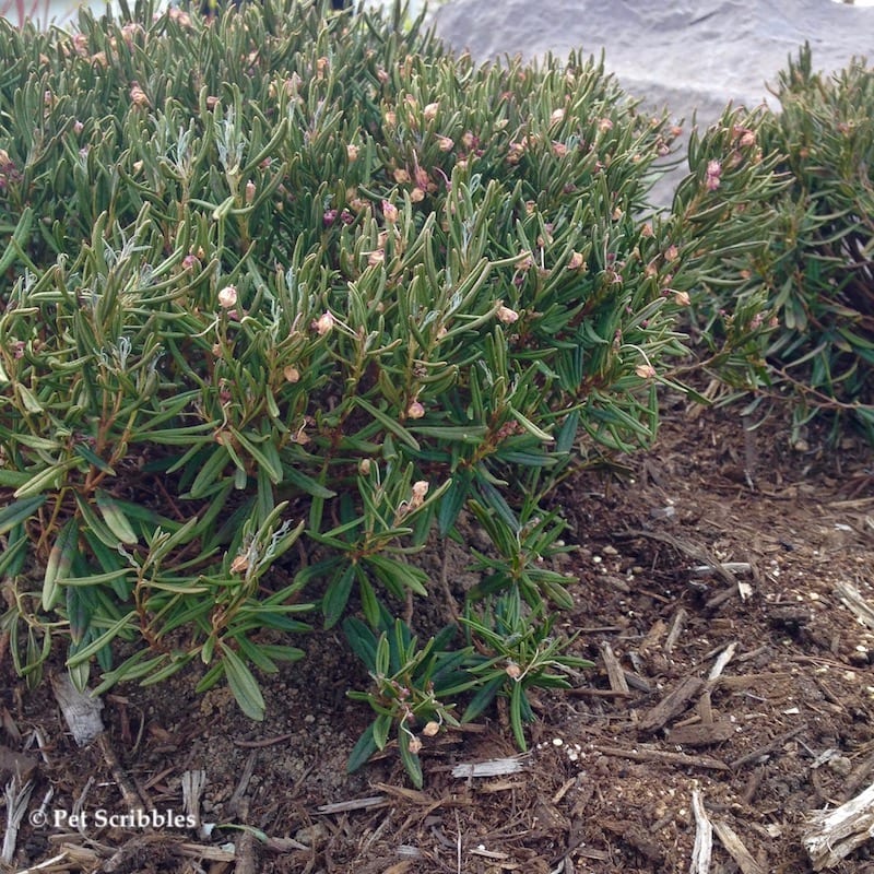 bog rosemary after blooming