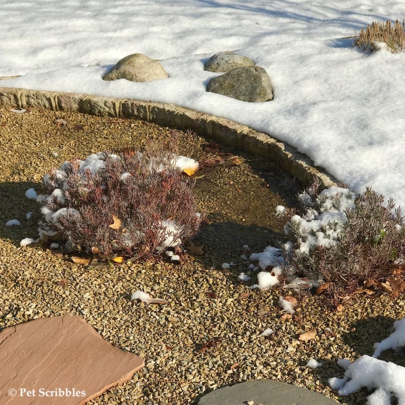 bog rosemary after snow