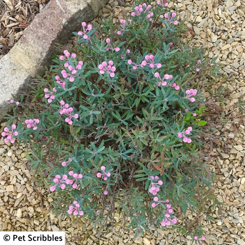 bog rosemary early Spring