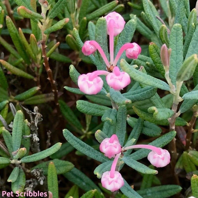 bog rosemary flowers