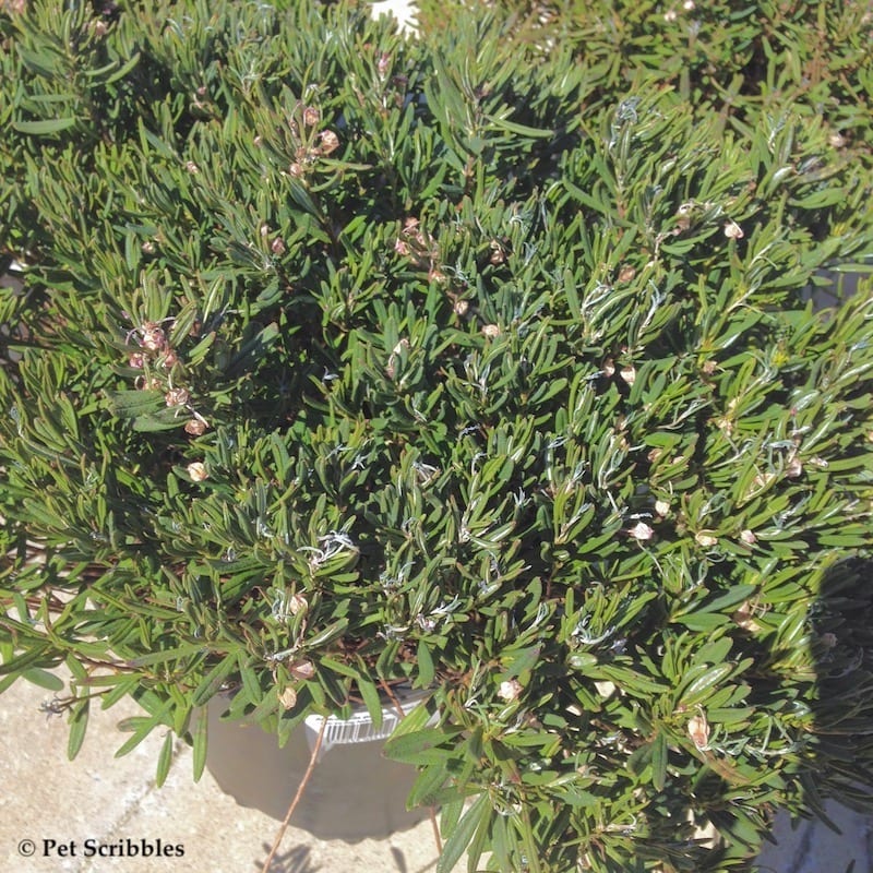 bog rosemary from garden nursery