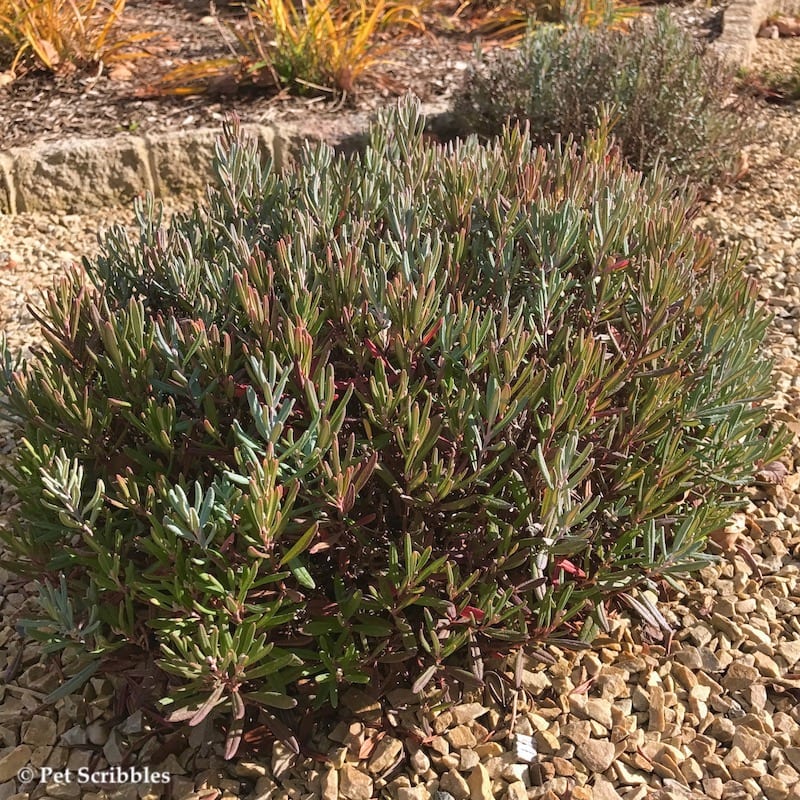 bog rosemary in Nov 2016