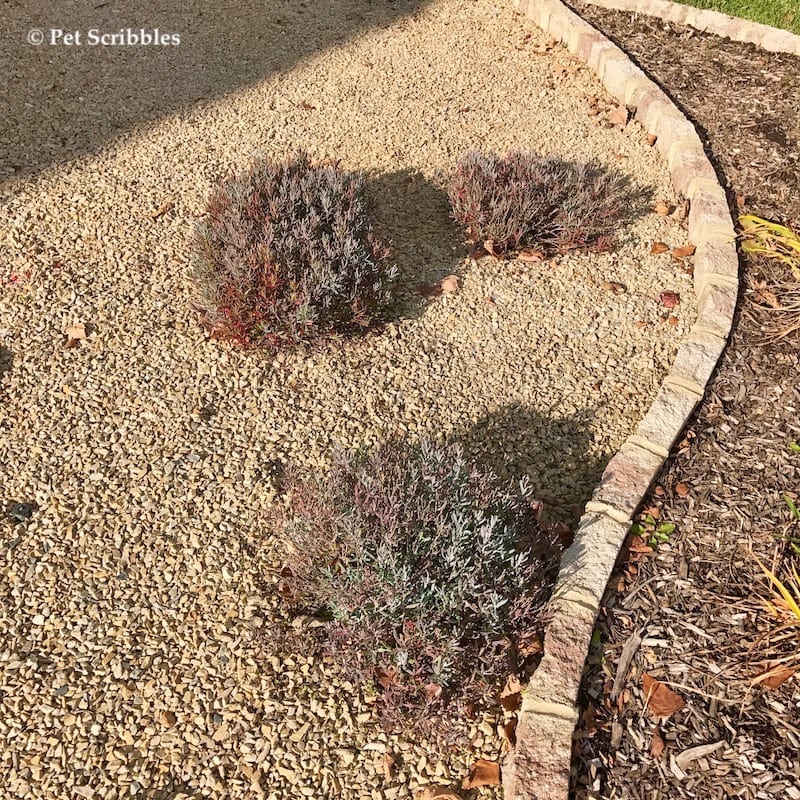 bog rosemary plants in late Fall