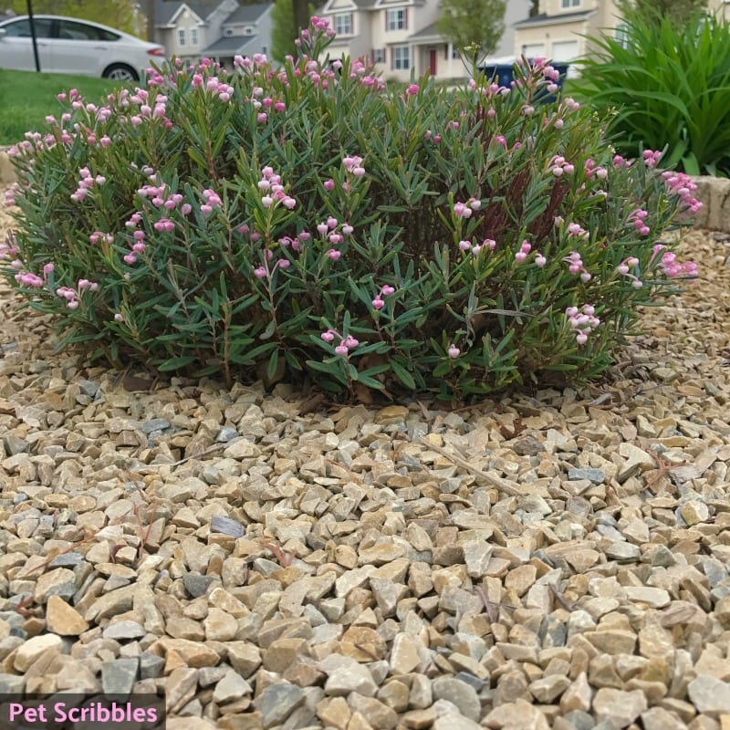 bog rosemary shrublet