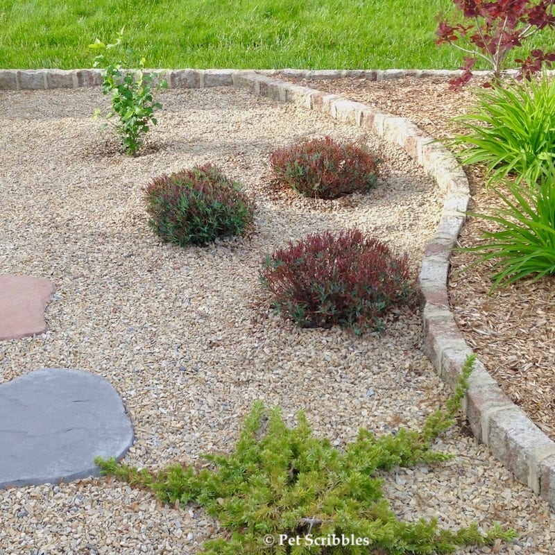 bog rosemary transplanted May 2016