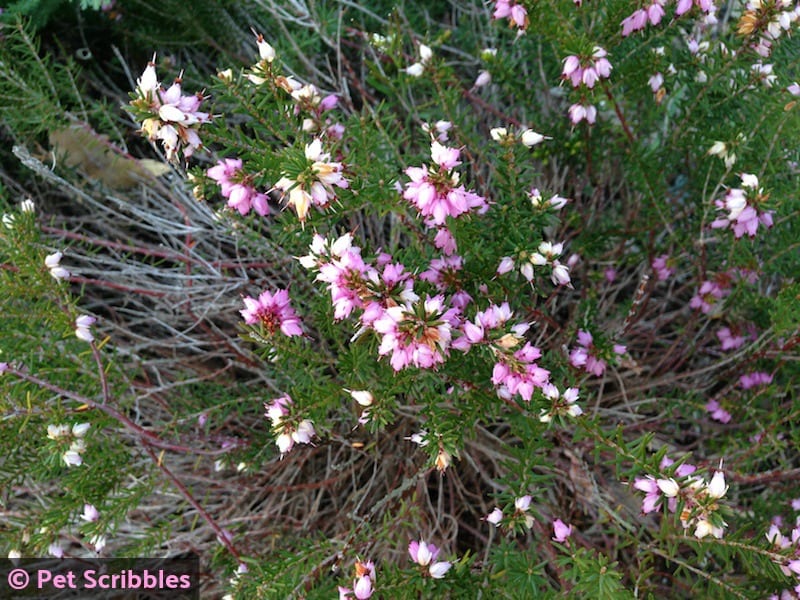 evergreen Heather