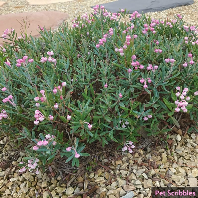 Bog Rosemary Facts You Need to Know (Andromeda Polifolia)