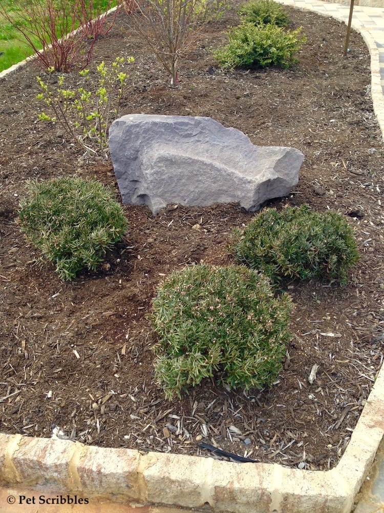 newly planted bog rosemary