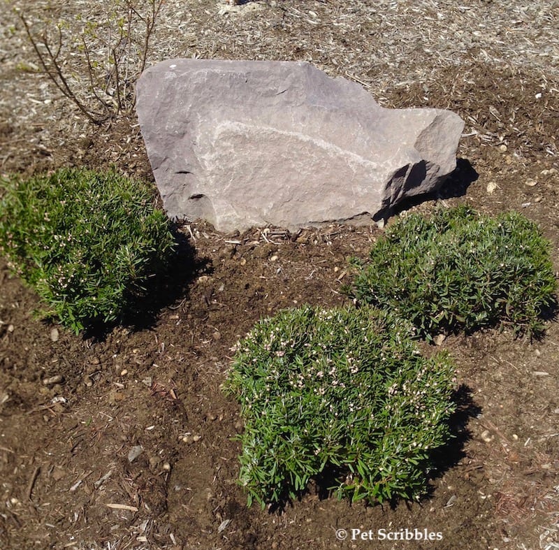 newly planted bog rosemary