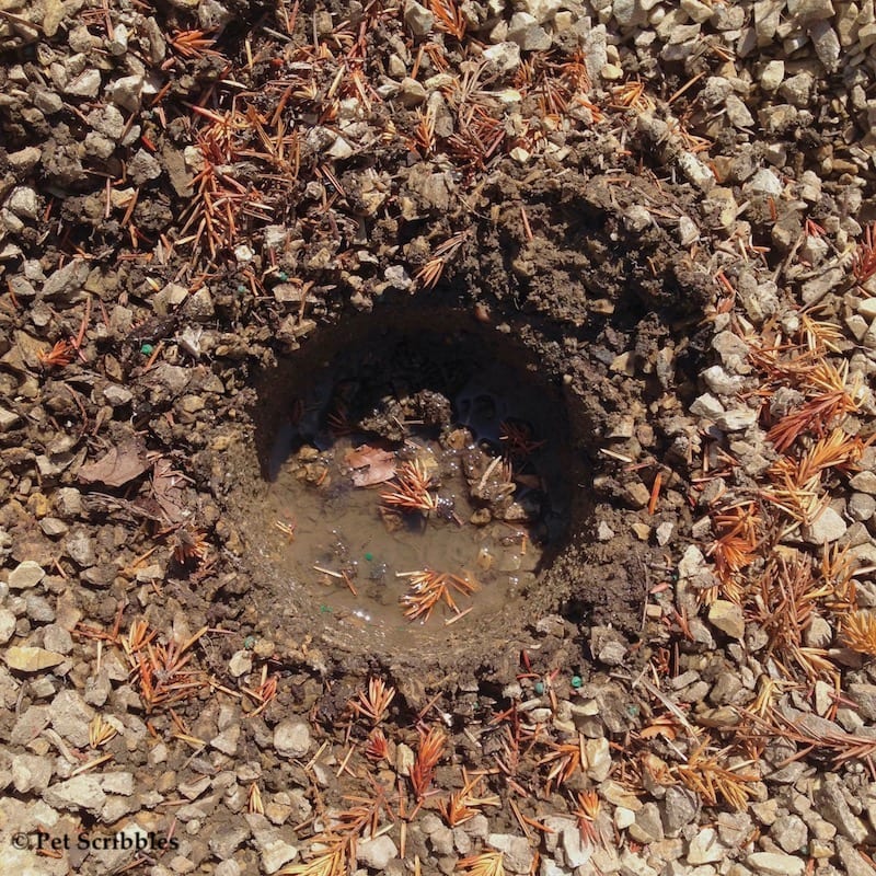 water-logged hole where plant was