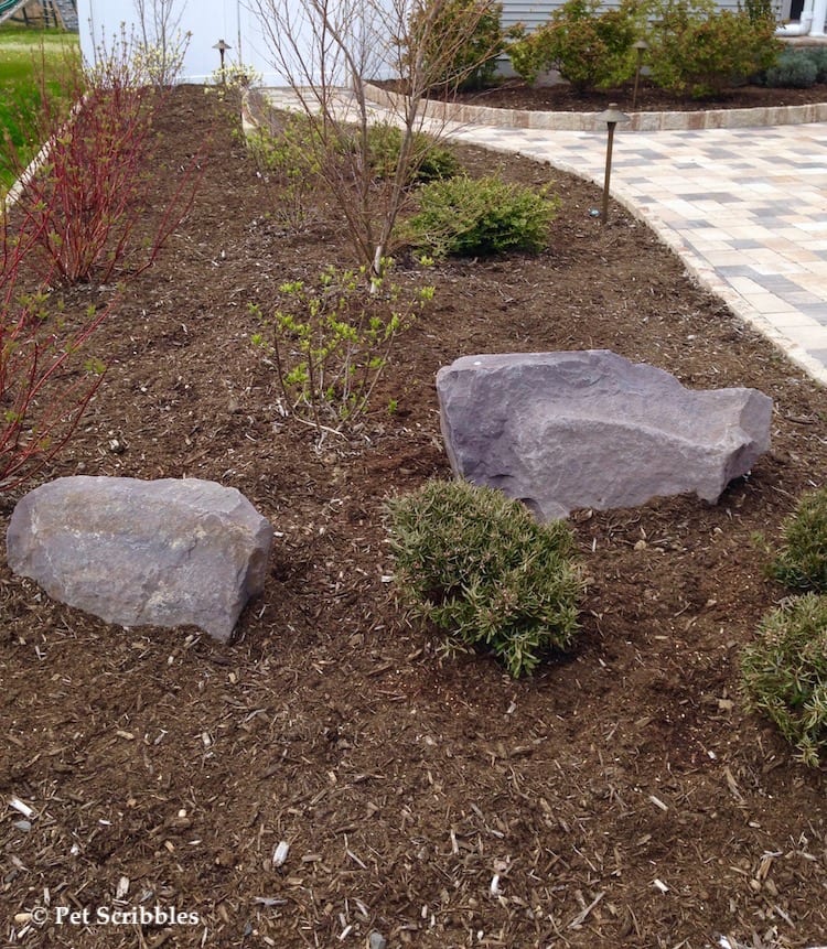 newly planted bog rosemary