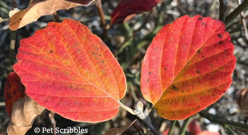 Fothergilla Fall Color