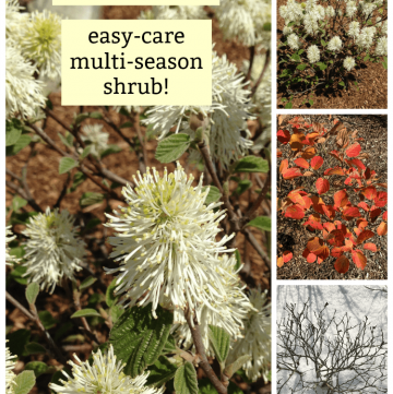 Fothergilla - a unique, easy-care, multi-season flowering shrub!