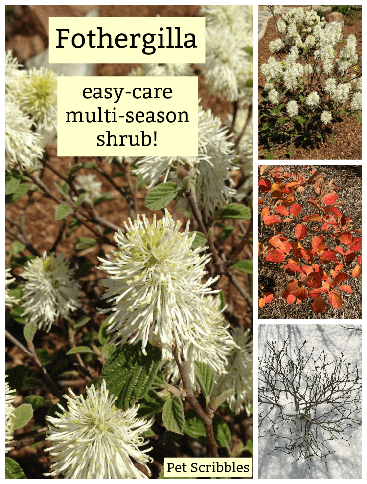 Fothergilla - a unique, easy-care, multi-season flowering shrub!