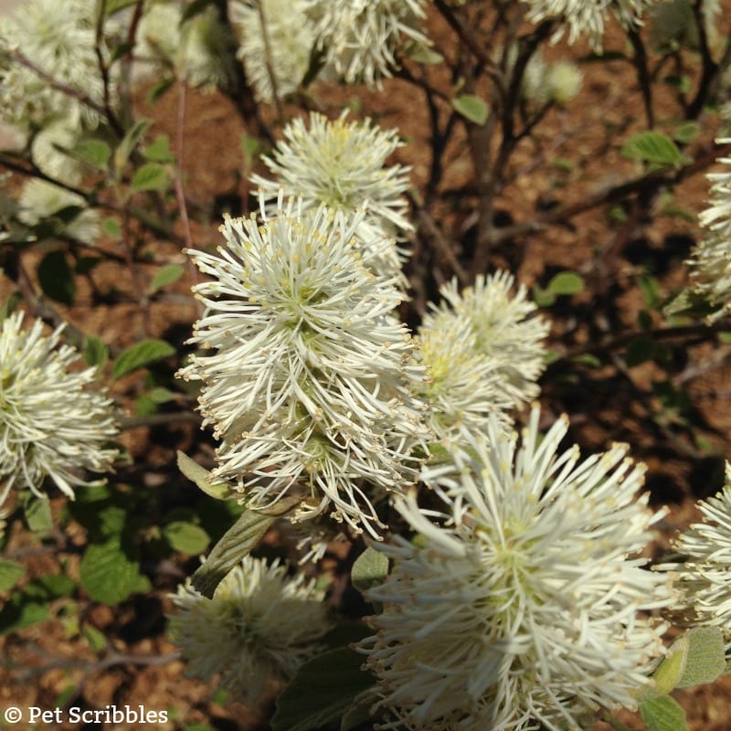 Fothergilla - a unique, easy-care, multi-season flowering shrub!