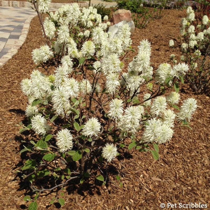 Fothergilla bottlebrush flowers