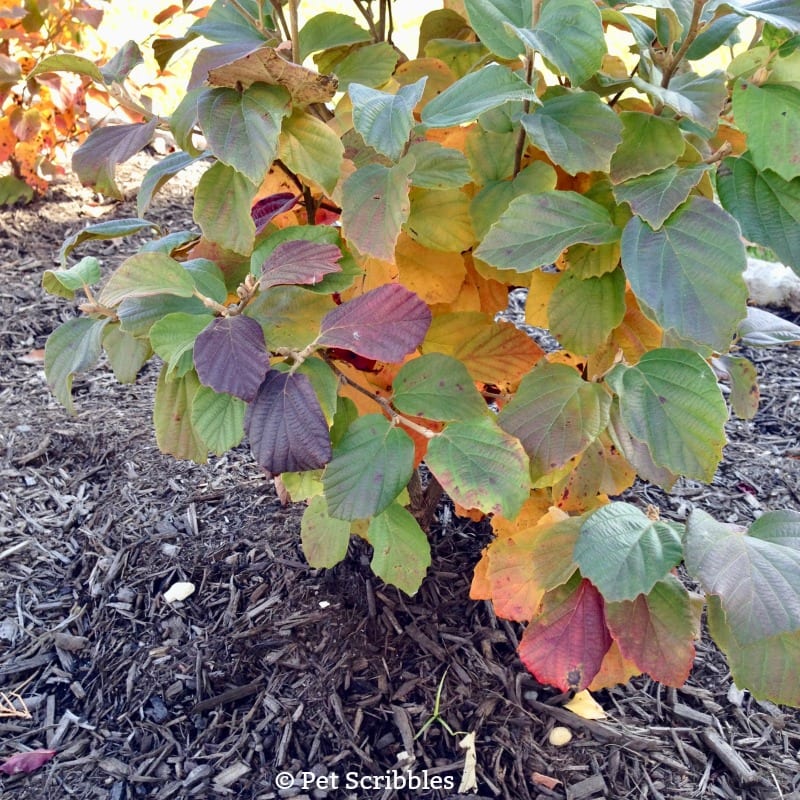 Fothergilla - a unique, easy-care, multi-season flowering shrub!