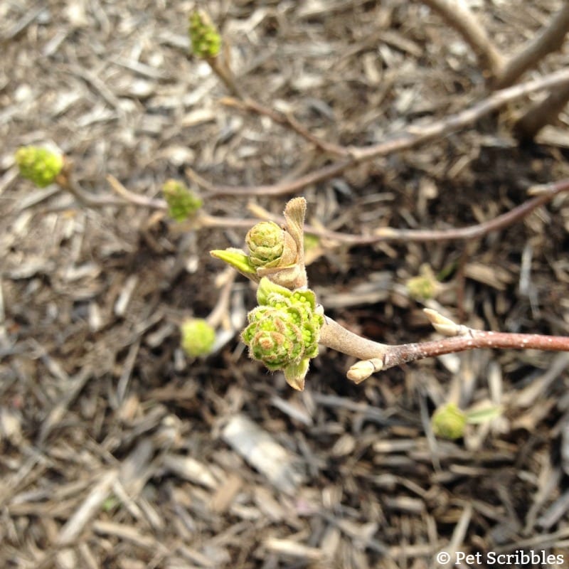 Fothergilla flower buds in Spring