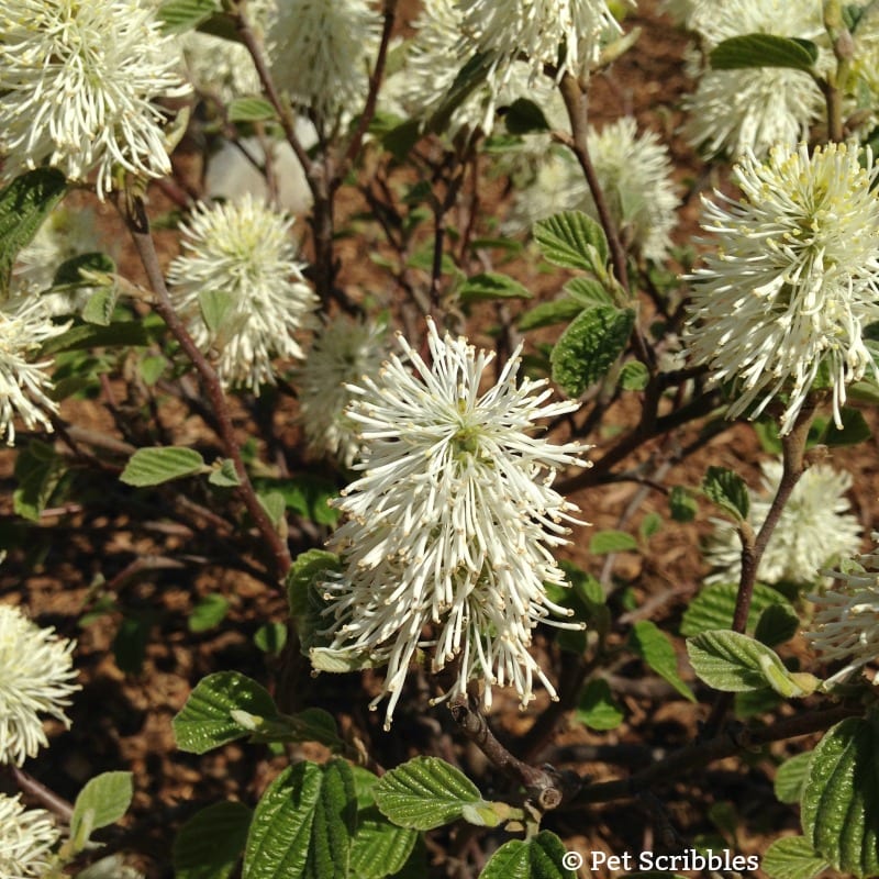 Fothergilla - a unique, easy-care, multi-season flowering shrub!