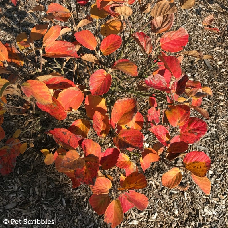 Fothergilla in Fall