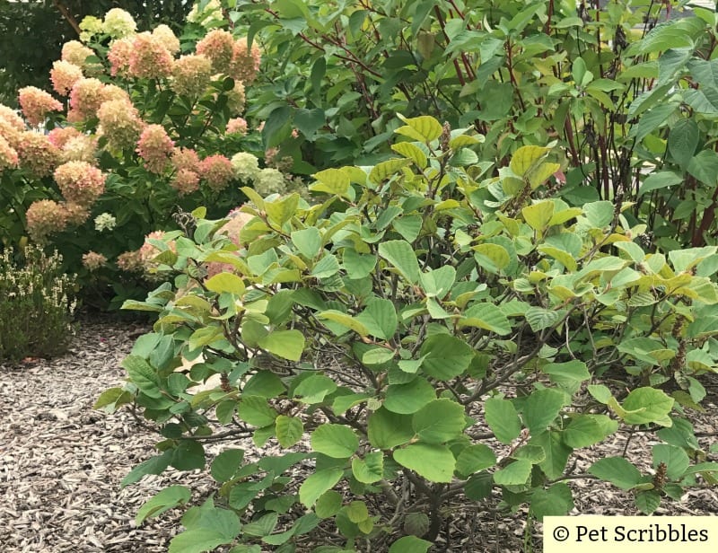 Fothergilla in Summer