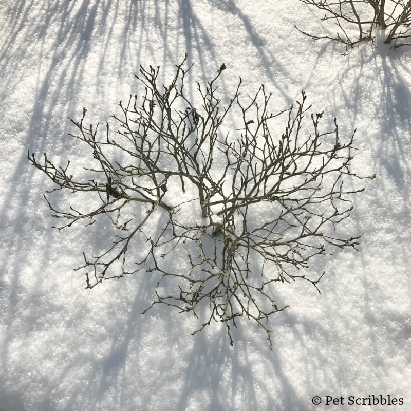 Fothergilla in Winter