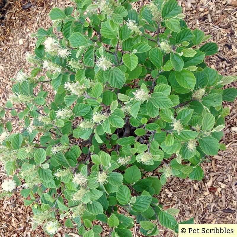 Fothergilla in early Summer