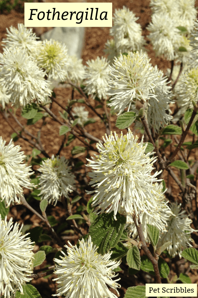 Fothergilla - a unique, easy-care, multi-season flowering shrub!