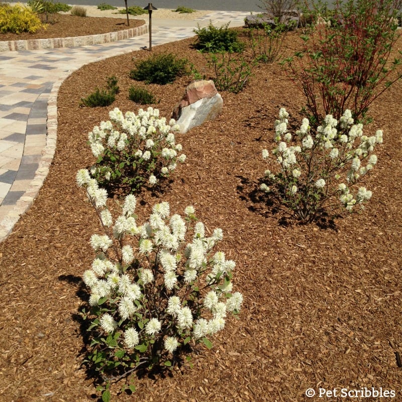 Fothergilla - a unique, easy-care, multi-season flowering shrub!