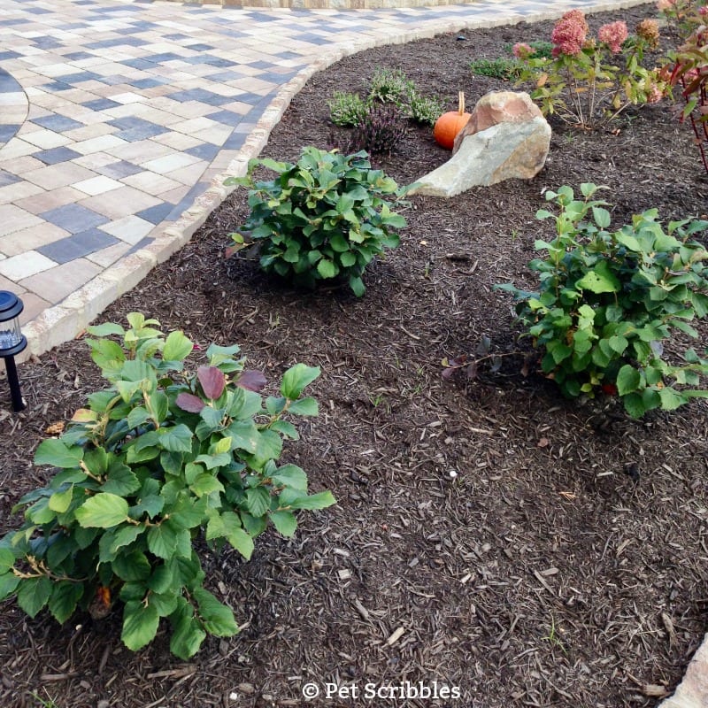 Fothergilla - a unique, easy-care, multi-season flowering shrub!