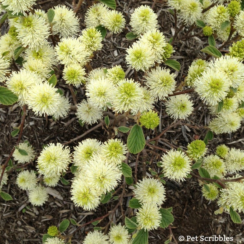 Mount Airy Fothergilla flowers