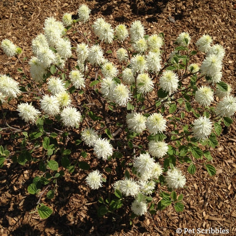 Fothergilla - a unique, easy-care, multi-season flowering shrub!