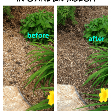 How to easily get rid of earthworm holes in garden mulch